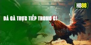 Đá gà trực tiếp thomo c1 - Thánh địa đá gà trực tuyến