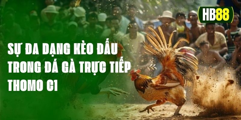 Đá gà trực tiếp thomo c1 hấp dẫn người dùng bởi sự đa dạng