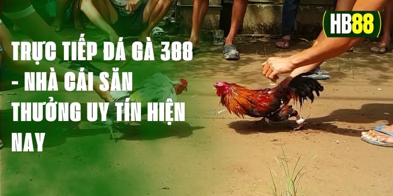 Trực tiếp đá gà 388 - Nhà cái săn thưởng uy tín hiện nay